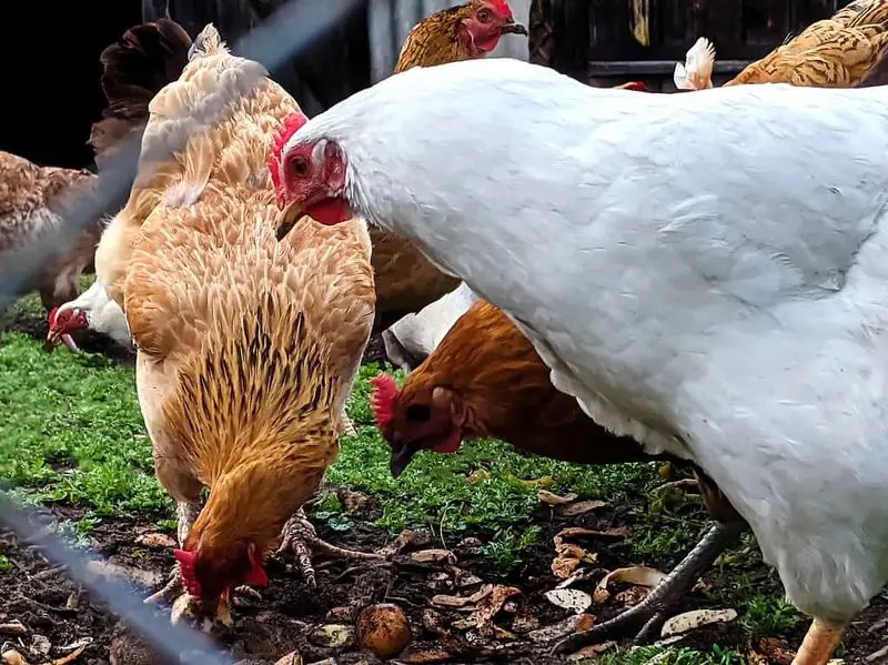 Best chicken road gokspel in Netherlands