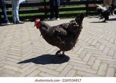 Explore chicken road nederland